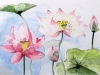 Les fleurs de lotus