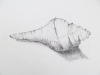 «Le coquillage», crayon de graphite
